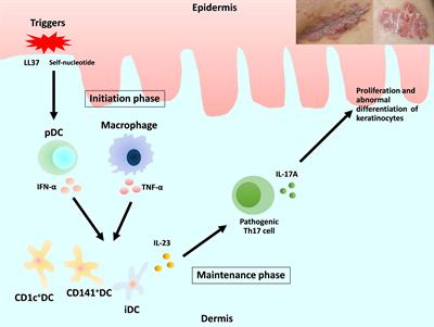 Frontiers Dendritic Cells And Macrophages In The Pathogenesis Of   941071 Thumb 400 